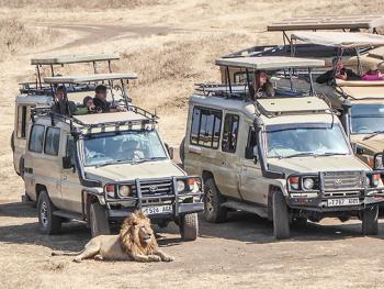 Male lion resting near pop-top vehicles.